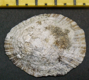 © Thijs de Boer © Thijs de Boer